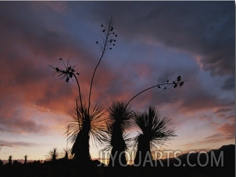Spanish Bayonet Yucca Plants Silhouetted against the Evening Sky