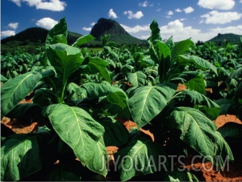 Tobacco Plants with Mountains Behind., Glass House Mountains, Queensland, Australia