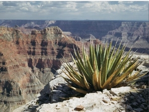 Yucca Plant Overlooking the Grand Canyon