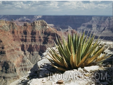 Yucca Plant Overlooking the Grand Canyon
