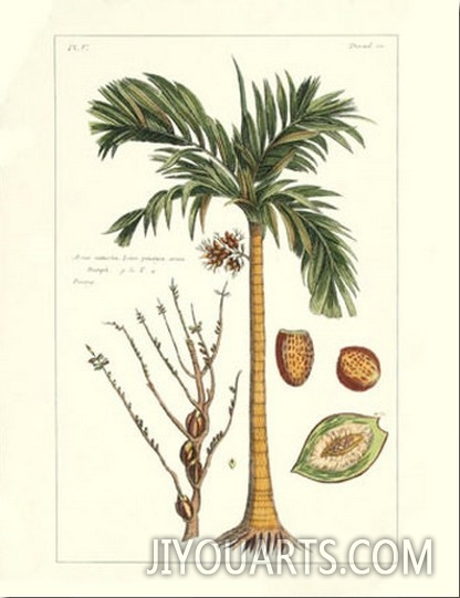 Exotic Palm V