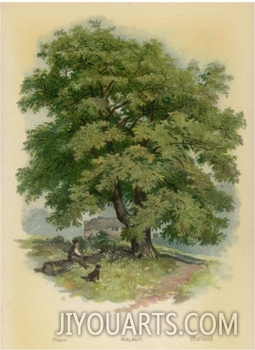 Walnut Tree