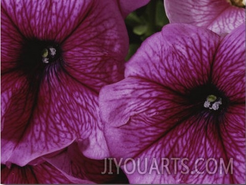 A Close View of a New Variety of Pink Petunias
