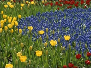 A Garden of Colorful Tulips and Grape Hyacinths in New York City