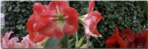 Amaryllis Flowers, Botanical Gardens of Buffalo and Erie County, Buffalo, New York, USA