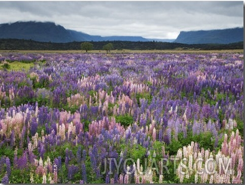 Blooming Lupine Near Town of Teanua, South Island, New Zealand