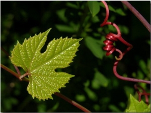 Bright New Green Leaf and Red Curl of a Grape Vine are Juxtaposed