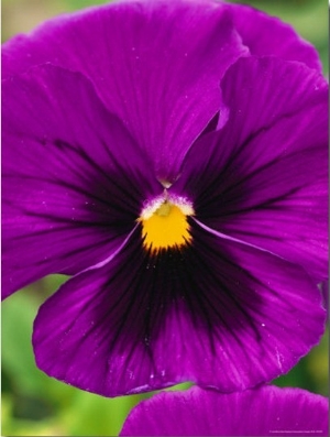 Close View of Purple Picotee Pansies, a New Variety of Pansy