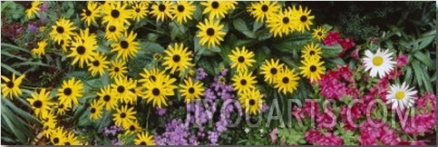 Close Up of Sunflowers, Adirondack Mountains, New York, USA