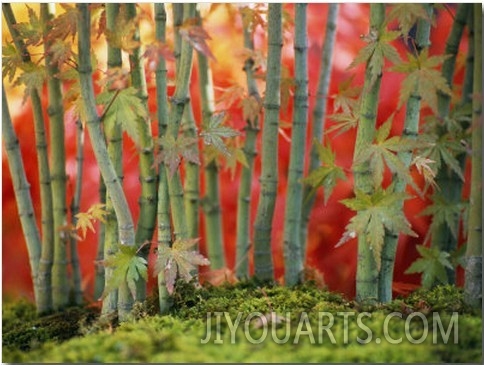 Cluster of Bonsai Japanese Maple Trees, New York