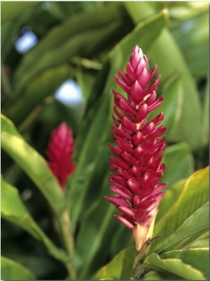 Detail of Red Ginger Flower, New Caledonia