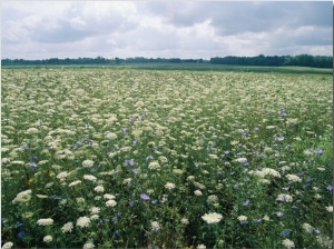 Field of Wildflowers, Montezuma National Wildlife Refuge, New York