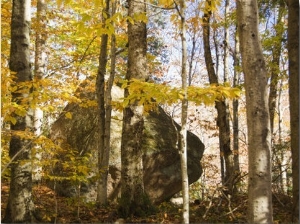 Glacial Boulder in Forest, Franconia Notch State Park, New Hampshire