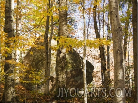 Glacial Boulder in Forest, Franconia Notch State Park, New Hampshire