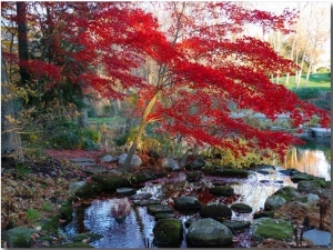 Japanese Maple with Colorful, Red Foliage at a Stream