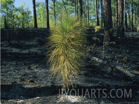 New Pine Tree Grows From Scorched Earth After a Fire