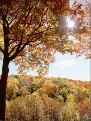 New York State, Allegheny State Park, Autumn in the Forest