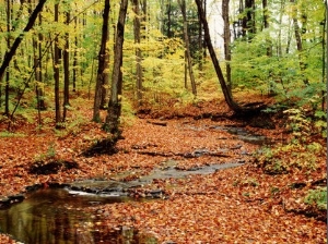 New York State, Erie County, Emery Park, Stream of Water Flowing Through Forest