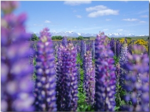 Wild Lupins in the Mt. Cook National Park, Canterbury, South Island, New Zealand
