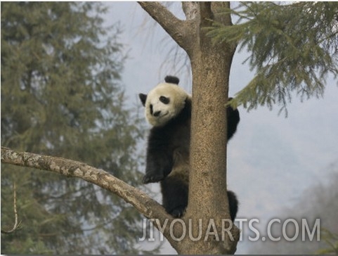 China, Sichuan Province, Wolong, Giant Panda Climb on Tree