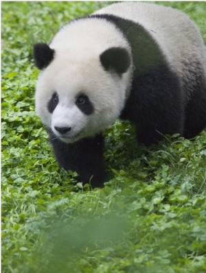 China, Sichuan Province, Wolong, Giant Panda Cub on the Grass