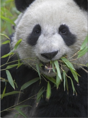 China, Sichuan Province, Wolong, Giant Panda Eating Bamboo