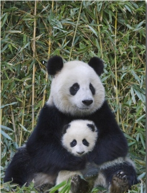 China, Sichuan Province, Wolong, Giant Panda Mother with 5 Month Old Cub