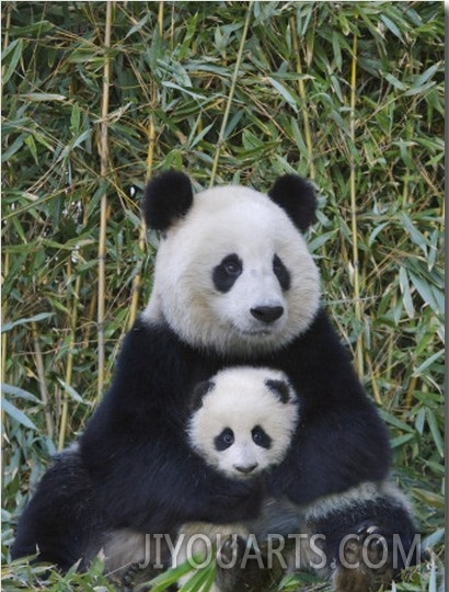 China, Sichuan Province, Wolong, Giant Panda Mother with 5 Month Old Cub