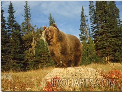 Grizzly Bear on Rock in Grassy Field, MT