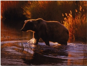 Grizzly Bear, Ursus Arctos Middendorffi, AK