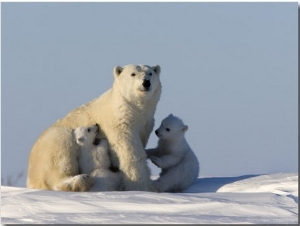 Polar Bear with Cubs, (Ursus Maritimus), Churchill, Manitoba, Canada