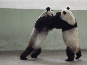 Two Giant Pandas Play Wrestle in Their Pen, Chengdu Zoo, Sichuan Province, China