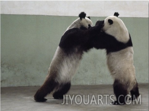 Two Giant Pandas Play Wrestle in Their Pen, Chengdu Zoo, Sichuan Province, China