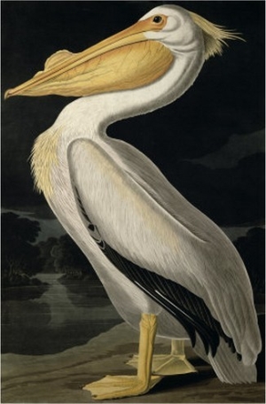 American White Pelican, from Birds of America, Engraved by Robert Havell