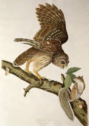 Barred Owl, from Birds of America