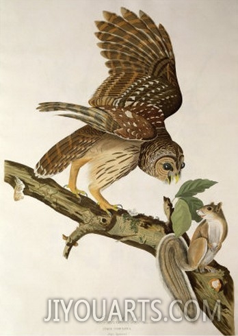 Barred Owl, from Birds of America