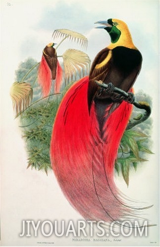 Bird of Paradise, Engraved by T. Walter