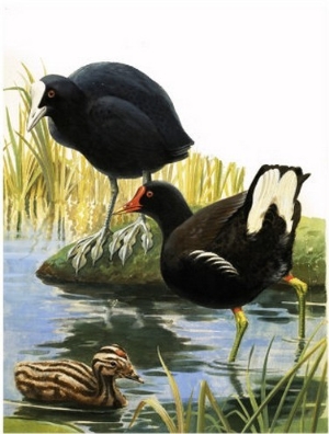 Birds of Our Lakes and Rivers  Coot and Moorhen
