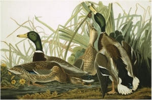 Mallard Duck, Plate CCXXI, Aquatint with Engraving and Hand Colouring, on J. Whatman, 1831