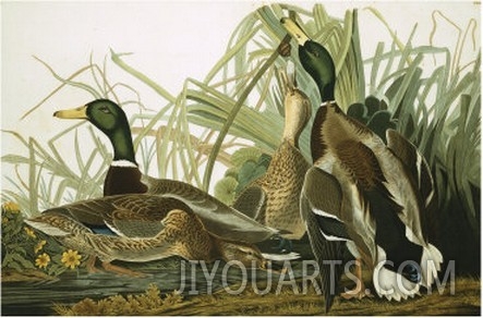 Mallard Duck, Plate CCXXI, Aquatint with Engraving and Hand Colouring, on J. Whatman, 1831