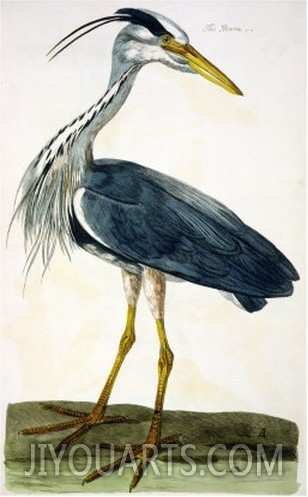 The Heron Plate from  The British Zoology Class II  Birds