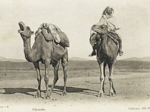 Camels Sharing a Private Joke, Algeria