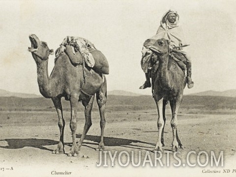 Camels Sharing a Private Joke, Algeria