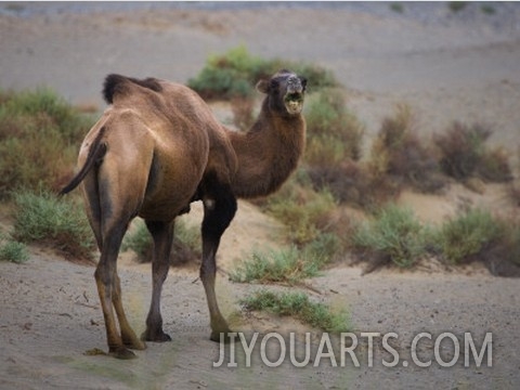 China, Xinjiang Province, Bactrian Camel (Camelus Bactrianus) on the Desert