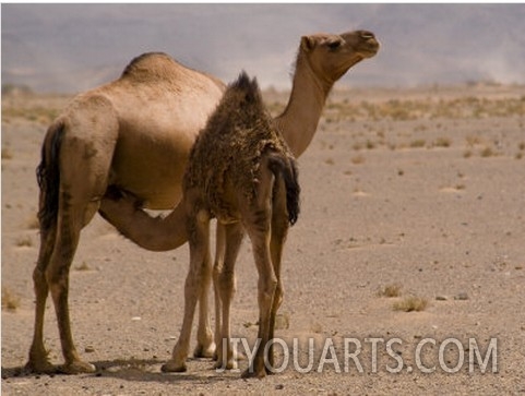Wild Baby Camel Drinks Milk from His Mother