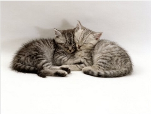 Domestic Cat, Two 7 Week Sleeping Silver Tabby Kittens