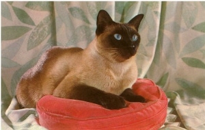 Siamese Cat on Pillow