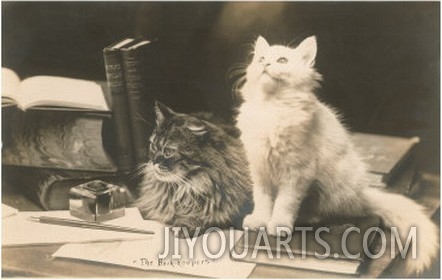 The Bookkeepers, Cats on Desk