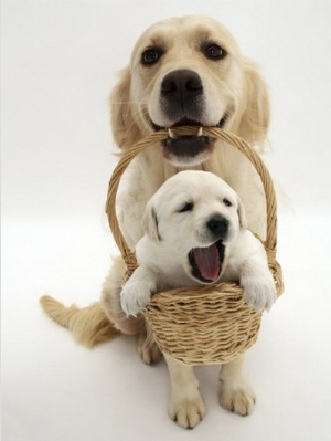 Domestic Dog (Canis Familiaris) Carrying Puppy in Basket