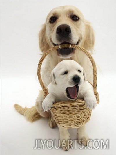 Domestic Dog (Canis Familiaris) Carrying Puppy in Basket